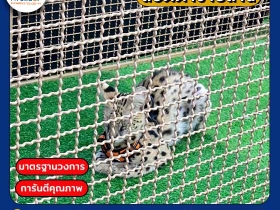 ลวดตาข่าย ชุบร้อน ลวดตาข่ายสี่เหลี่ยม PK