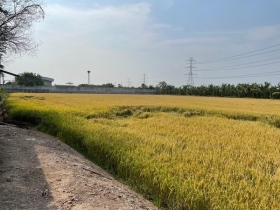 ขายที่ดินสวย ติดถนนสาธารณะ ไทรน้อย นนทบุรี